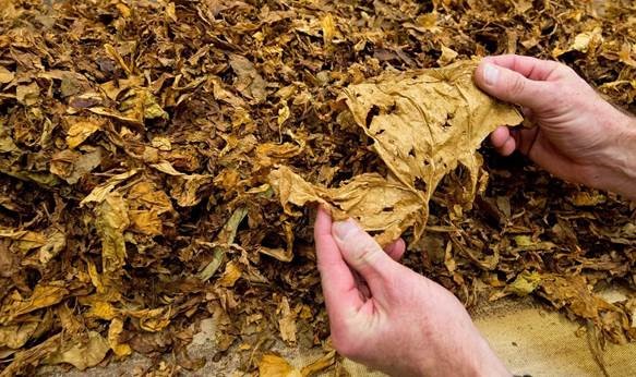 Intervenidos 5.438 kilos de hoja de tabaco en Cáceres en 2017